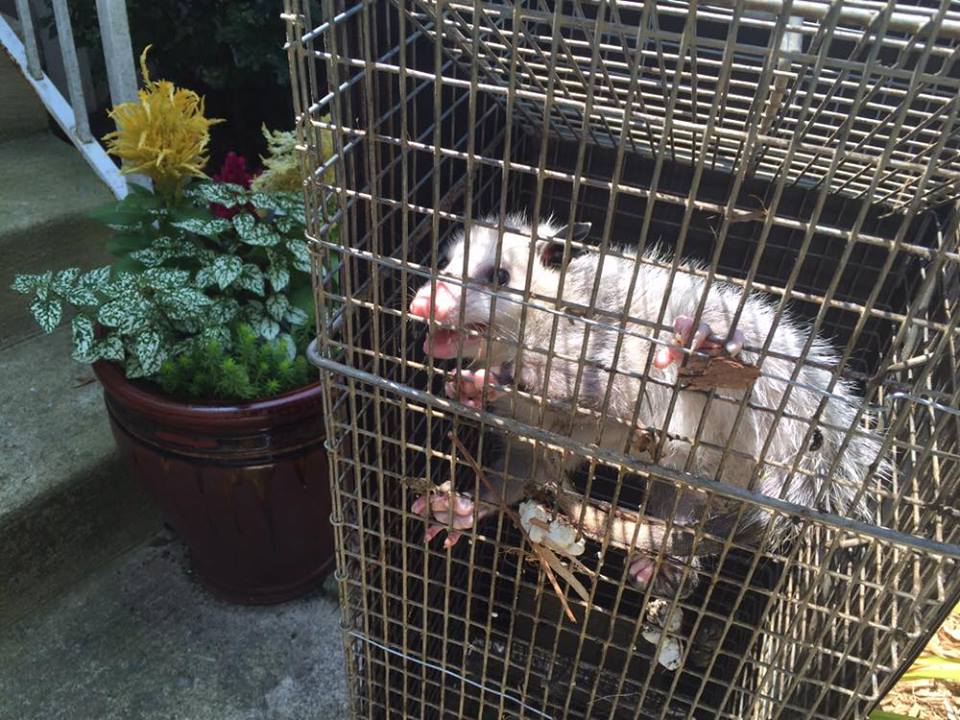 Opossum Removal And Control Buckeye Pest Solutions